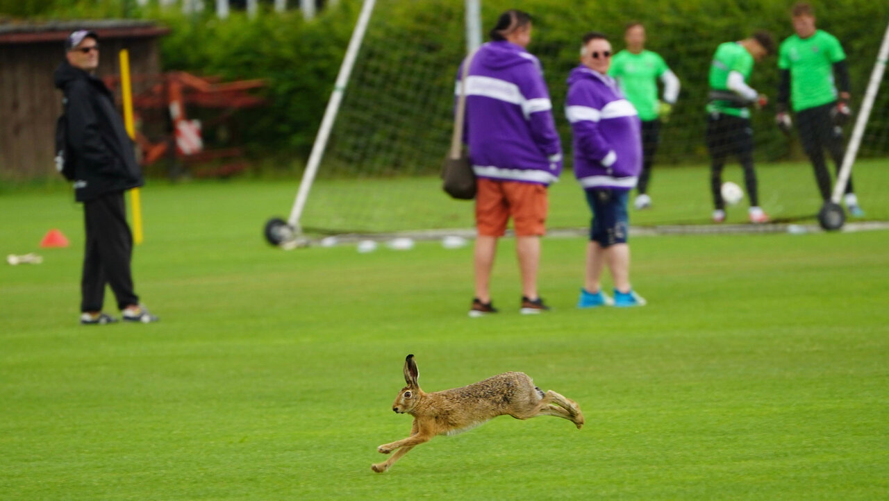 Ein Hase rennt über das Spielfeld.